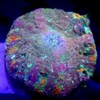 Unique Purple   Orange Pincushion Mushroom Wysiwyg - Indigo Corals - Ic 3515