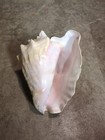 Queen Conch Seashell Natural Shell 10 Tall  Beautiful Color Perfect Condition  1