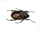Real Beetle Bug Insects Taxidermy Art Decor Entomology Gift For Grandfather
