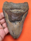 Megalodon Shark Tooth - Real Fossil - 4 53 - Shark Teeth - No Restorations