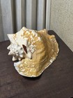Large Heavy Conch Sea Shell Real Shell 10  Length By 8  Wide Beautiful