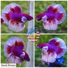 Live Betta Fish High Quality Halfmoon Hm Male Lavender Dumbo