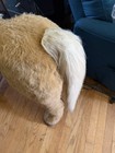 Butterscotch Fur Real Life Size Horse