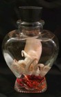 Octopus Heart Jar Oddities Taxidermy Wet Specimen Science Education 