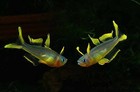 6 Forktail Rainbowfish Blue Eye Tank Bred  High Quality Fish  Peaceful Beginner