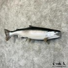  29204 Wc   34  Skamania Steelhead Taxidermy Mount For Sale