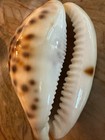 Cypraeidae Cypraea Tigris Shipwreck 89 Mm Shell