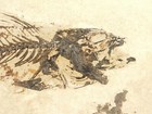 Big Mouth  Mioplosus Fish Fossil And A Diplomystus 100  Natural Wyoming 323gr