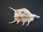 Set Of 6 Beautiful Spyder Conch Shell  lambis Lambis  3-4  Beach Decor Display