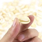 200 Pcs Natural White Cowrie Shells Bulk - 16-18mm No Holes Whole Seashells For