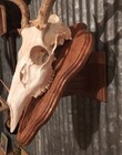 European Deer Skull Mount Wall   Table Pedestal Plaque Oak  golden Oak 