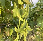 King Of The Garden Lima Bean  pole  Seeds - For 2026 Planting Large Green Pods