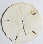Vintage Sand Dollar Shell  5 