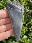 Natural Beautiful 3 60    Megalodon Tooth Fossil Shark Teeth