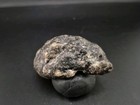 Avian Fossil Half Skull Authentic Permineralized Compression Fossil