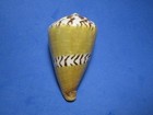 Conus Mustelinus F Melinus Shikama 1964  olive-green Tint    67 8mm 