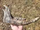 Historic Bison Lower Jaw Bone Buffalo Not A Fossil