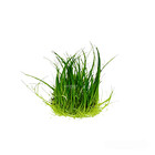 Eleocharis Acicularis Dwarf Hairgrass Aquarium Plants Factory  