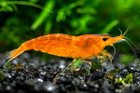 20 2 Live Orange Sunkist Neocaridina Freshwater Shrimp   100  Live Arrival Usa