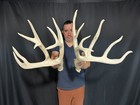 195    Set Whitetail Deer Sheds Antlers Taxidermy Mount Cabin Decor Buck Horns