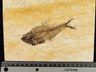 Larger  50 Million Year Old Diplomystus Fish Fossil From Wyoming 889gr