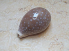F Cypraea Camelopardalis  Red Sea Shell F     82 8 Mm Huge Size Superb Lyncina