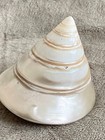 Lot Of 2 Trochus Niloticus Mother Of Pearl Shell Seashells Beach Decor