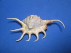 Lambis Crocata Link  1807   saffron Spider     121 6mm 