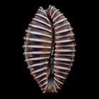 Ov209 Jenneria Pustulata 20 9mm     West Mexico     Gem