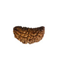 1 Mukhi Rudraksha Nepal   Natural One Face Rudraksha Bead For Spiritual Healing