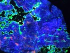 Big A   Sw Lw Uv Fluorescent Hardystonite Clinohedrite Willemite Franklin Nj