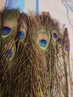 Peacock Feathers Or Diy Craft Natural Real Set Of 50