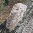 Agatized Coral Fossil Most Likely From Florida 4lbs 14 1oz