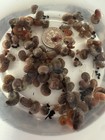 50-200 Ramshron Snail Pond Cleaner Live Snails Freshwater Aquarium  Turtle Food