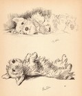1940 Vintage Sealyham Terrier Print Wall Art Decor Lucy Dawson Sealyham 5565y
