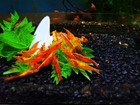 10 1 Orange Sunkist - Freshwater Neocaridina Aquarium Shrimp  Live Guarantee