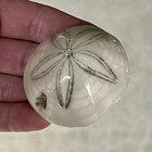 Polished Sea Biscuit Fossil - Holden Beach Nc - Hardouinia Mortonis