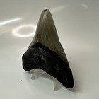 Megalodon Shark Tooth 3 83 Inch - Serrated - Beautiful Fossil - Authentic 20460