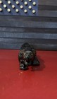 Vintage Black Panther Mid Century Ceramic Art Deco 10    Room Decor