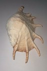 Giant Spider Conch Shell Lambis Truncata Xl 11  Seashell Coastal Decor Specimen