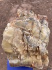 Rainbow  Petrified Wood Log Bark Big  Beautiful Piece                  