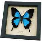 Real Framed Butterfly Blue Mountain Swallowtail Taxidermy Display