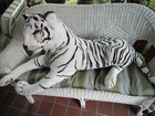 Vintage Melissa   Doug Huge Stuffed White Bengal Siberian Tiger 6 Feet  72    Long