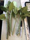 5 Sweet Laurel Bay Tree Plant Cuttings  Free Us Shipping