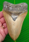5 35    Megalodon Shark Tooth Serrated Real Fossil Xl Sharks Teeth No Restorations