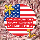 Live Red Wiggler Composting Worms   One Half Pound   Live Delivery Guaranteed