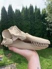 9 5    Killer Whale Orca Skull Replica     3d Printed From Ct Scan