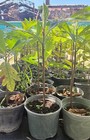 Two Live Breadfruit Trees   Seeded Variety  artocarpus Altilis  1 Feet    10in