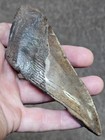 5  Authentic Prehistoric Megalodon  Fossil Shark Tooth Teeth 100  Authentic 
