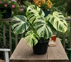 Monstera Bulbasaur Variegated Live Plant In 4  Pot aroid Houseplant Collector 